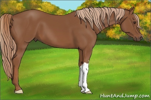Horse Color: Unknown 