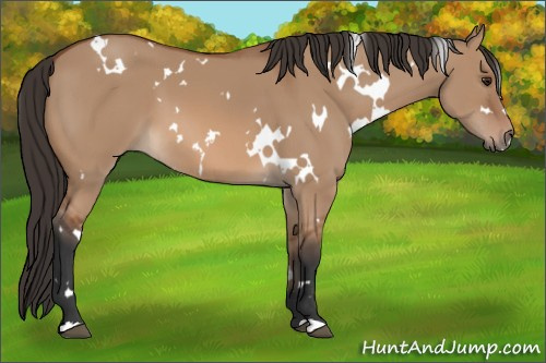 Horse Color: White Spotted Bay Dun 