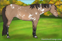 Horse Color:White Spotted Bay Dun