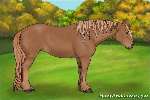 Horse Color: Chestnut 