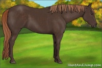 Horse Color:Liver Chestnut 