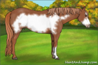Horse Color:Liver Chestnut Frame 