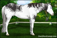 Horse Color:White Spotted Liver Chestnut Splash 
