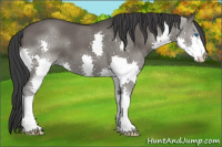 Horse Color:Brown Dun Splash 