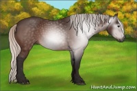 Horse Color:Gray Silver Bay 