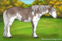Horse Color:Silver Black Splash 
