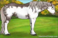 Horse Color:Silver Black Splash Frame 
