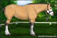 Horse Color:Buckskin Sabino