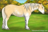 Horse Color:Palomino Sabino