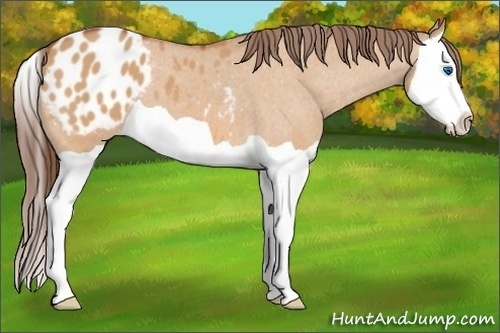 Horse Color:Unknown 