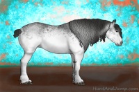 Horse Color:Gray White Spotted Black 