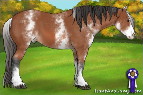 Horse Color: White Spotted Bay Sabino 