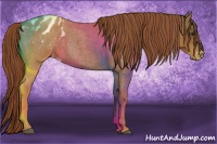 Horse Color:Red Roan Appaloosa 