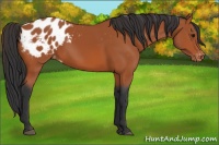 Horse Color:Bay Appaloosa
