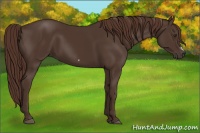 Horse Color:Liver Chestnut Frame 