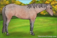 Horse Color:Brown Varnish 