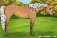 Horse Color:Silver Buckskin 