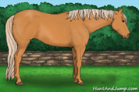 Horse Color:Palomino 