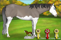 Horse Color:Grullo Splash 