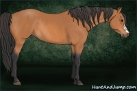 Horse Color:Bay Rabicano 