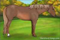 Horse Color:Red Roan 