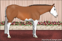 Horse Color:Bay Splash 