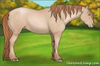 Horse Color:Buckskin Pearl 