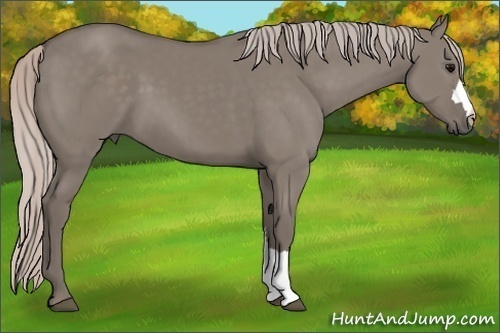 Horse Color:Silver Grullo 