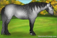 Horse Color:Gray Black 