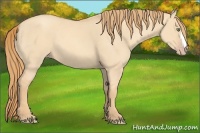 Horse Color:Gold Champagne Dun 