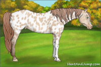 Horse Color:Amber Champagne Dun Appaloosa Rabicano 