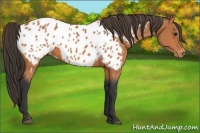 Horse Color:Bay Appaloosa 