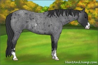 Horse Color:Blue Roan Sabino 