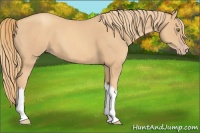 Horse Color:Gold Champagne 
