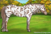 Horse Color:Red Roan Near Leopard 