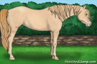 Horse Color:Gold Champagne 