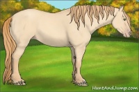Horse Color:Gold Champagne Dun 