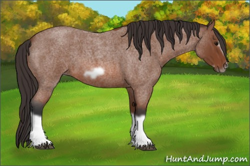 Horse Color: Bay Roan Splash Frame 