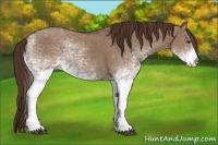 Horse Color:White Spotted Liver Red Dun Sabino 