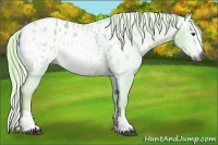 Horse Color:Gray Watercolor Palomino Dun Splash Appaloosa 