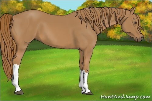 Horse Color: Chestnut 