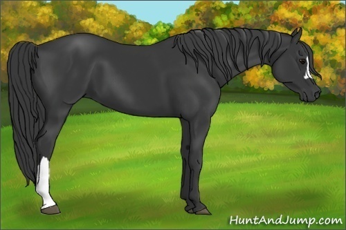 Horse Color: Black 