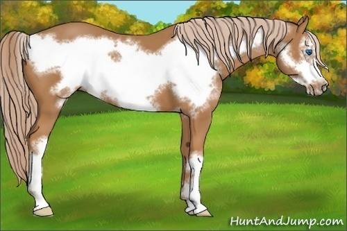 Horse Color: Chestnut Frame 