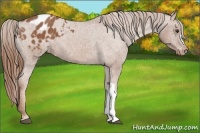 Horse Color:Chestnut Appaloosa 