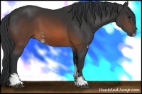 Horse Color:Brown Sabino 