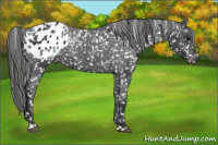 Horse Color:Black Appaloosa