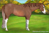 Horse Color:Red Roan Splash Rabicano