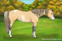 Horse Color:Buckskin Sabino Blanket Rabicano 