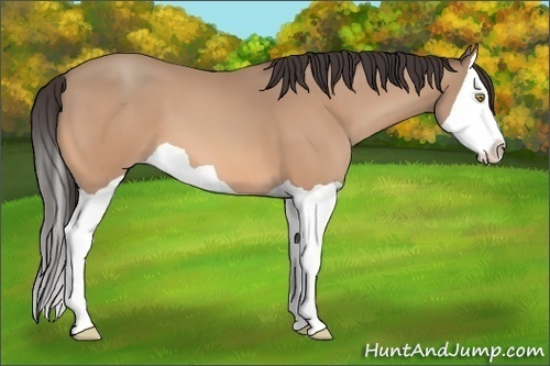 Horse Color: Amber Champagne Splash 