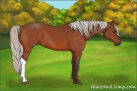 Horse Color:Silver Bay 
